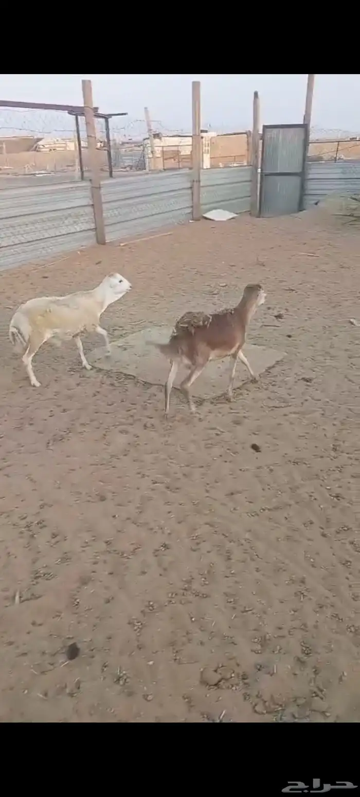 بالخرج رفيد مرابي شرطة اللحمة والتربية 3