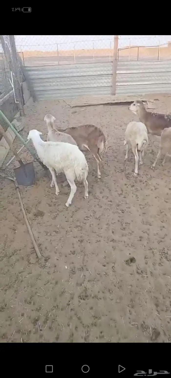 بالخرج رفيد مرابي شرطة اللحمة والتربية 2