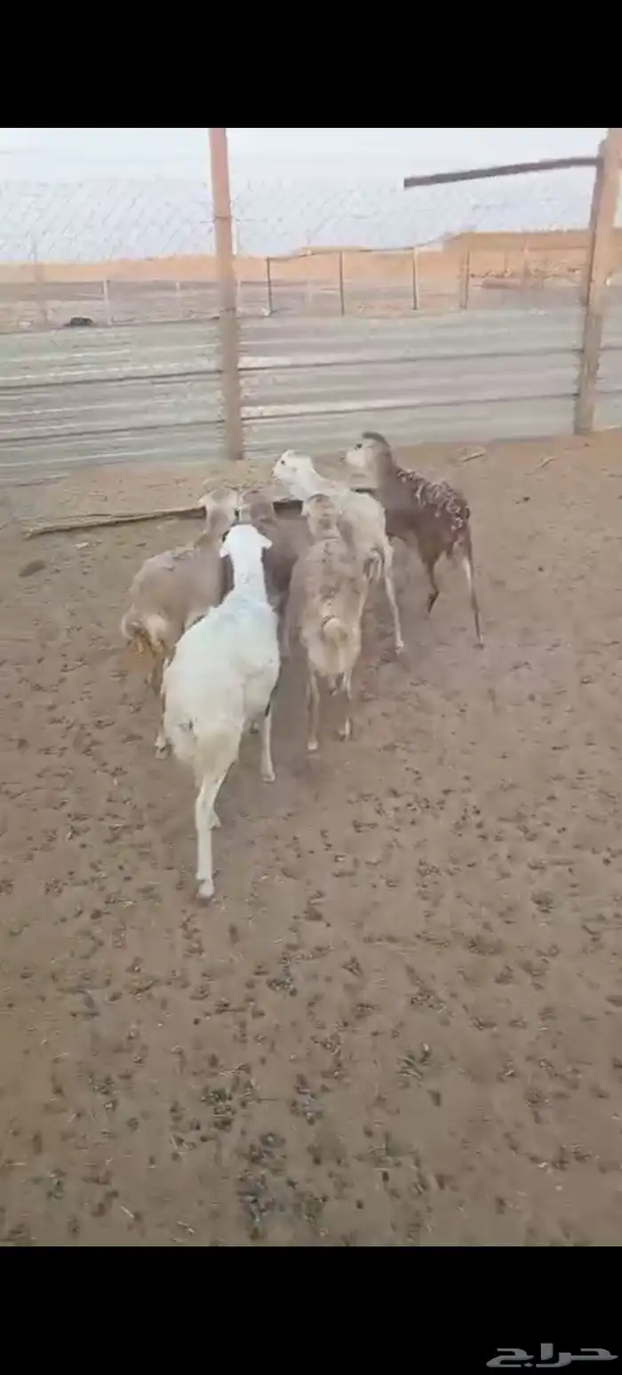 بالخرج رفيد مرابي شرطة اللحمة والتربية 1