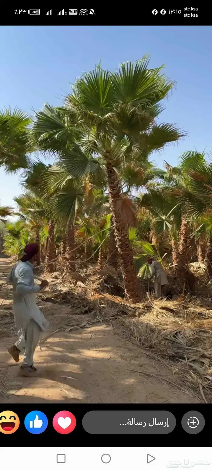 نخيل مثمر للبيع صقعي سكري اخلاص هلالي مجدوله شيشي خضري 5