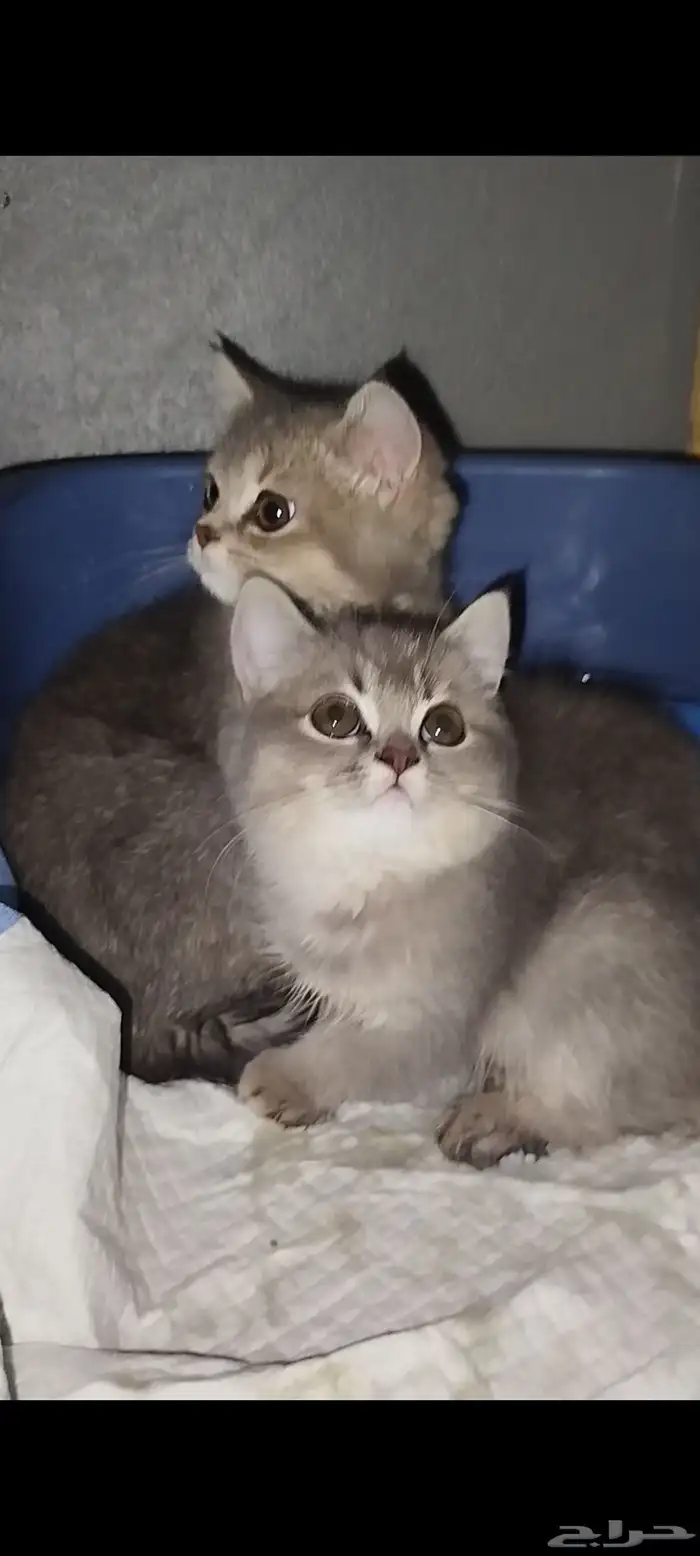 قطط سكوتش ستريت بيور 3