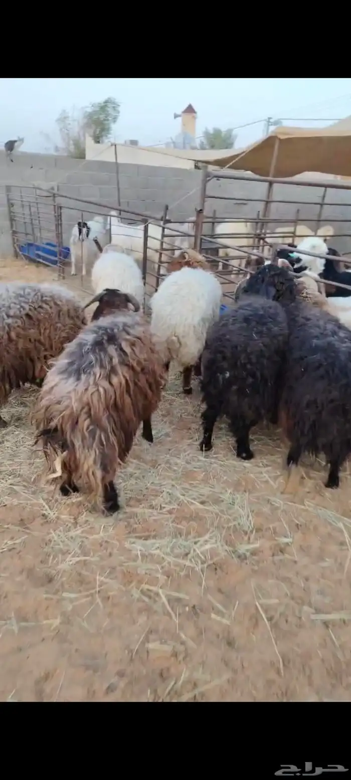 8 جذعان نعيم اردني ظهور واطراف 2