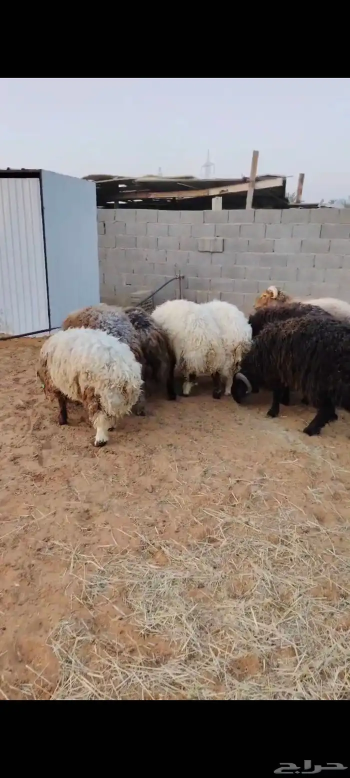 8 جذعان نعيم اردني ظهور واطراف 1