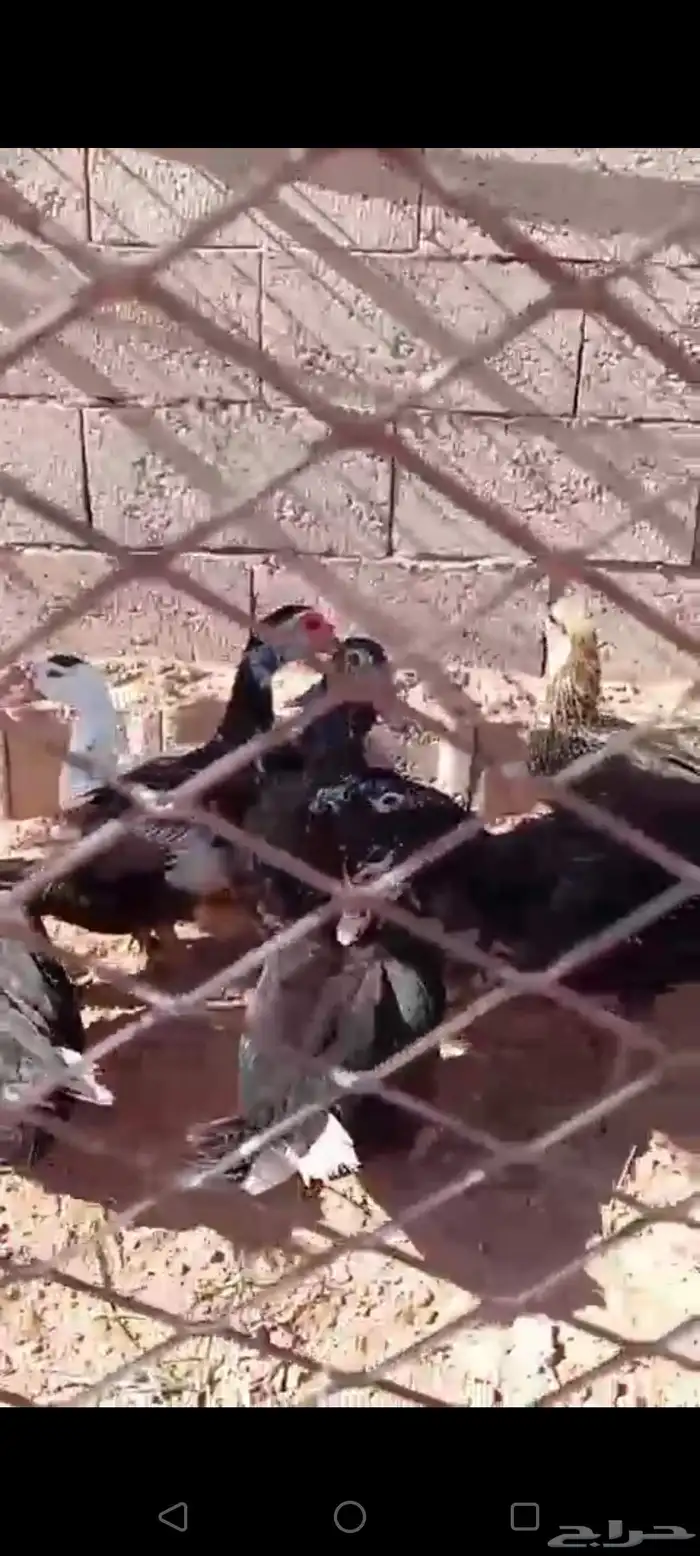 للبيع بط مصري علا وجه البيض شرط صحه وعدال ا 1