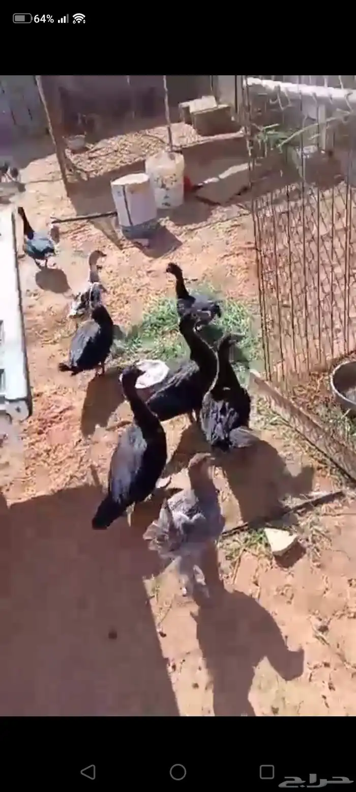 للبيع بط مصري علا وجه البيض شرط صحه وعدال ا 0