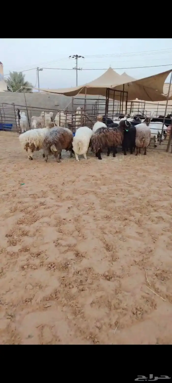 8 جذعان نعيم اردني ظهور واطراف 3