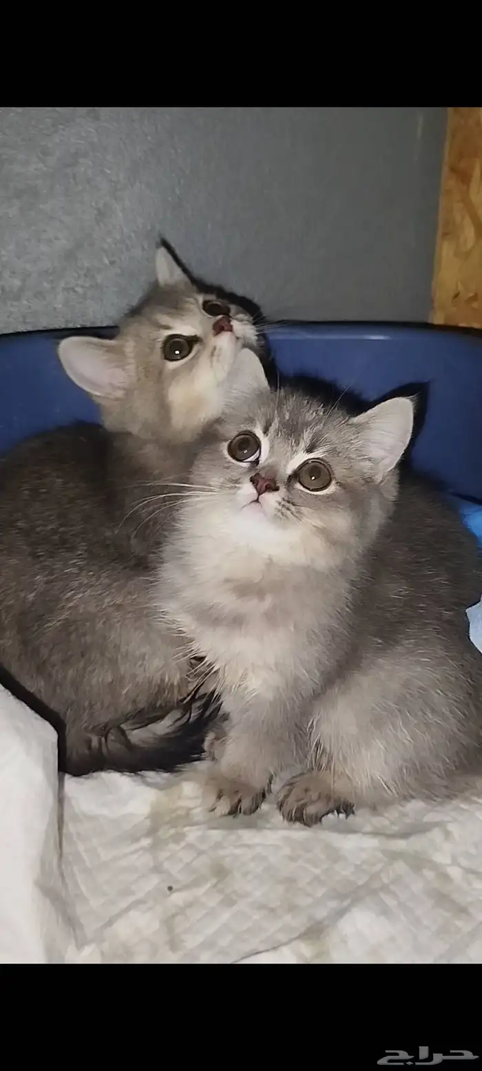 قطط سكوتش ستريت بيور 0