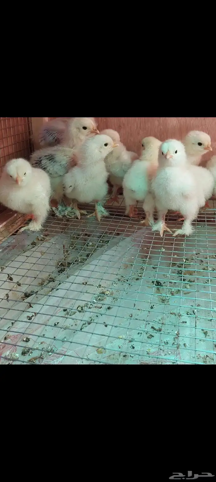 صوص براهما كولمبي 0