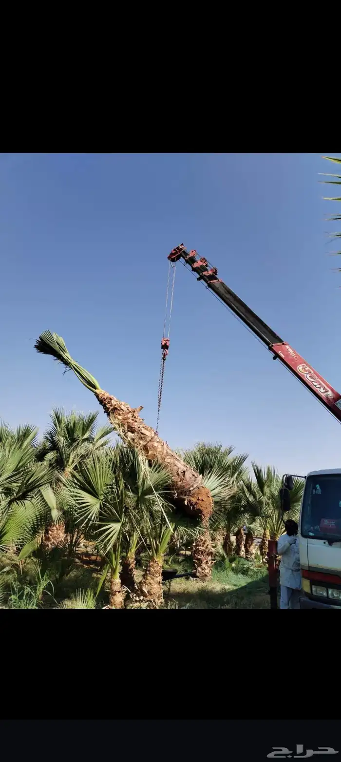 نخل واشنطن أمريكي زينه بكل المقسات 3