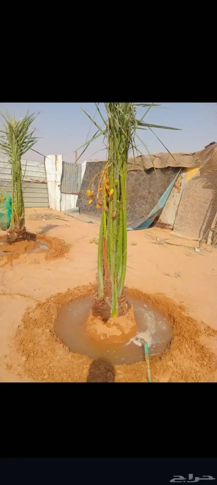 جميع انواع النخيل المثمرة 3