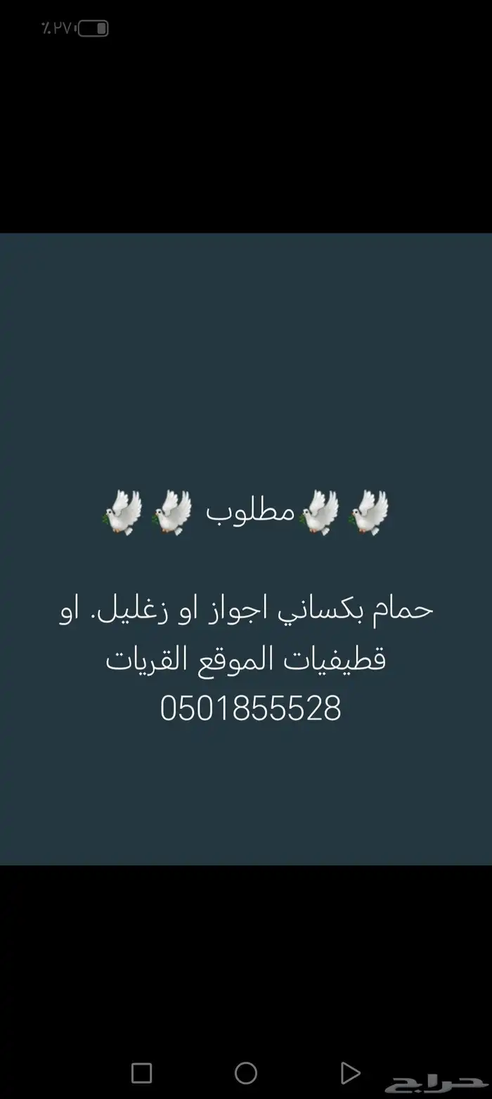 مطلوب حمام باكستاني اجواز او زغليل 0