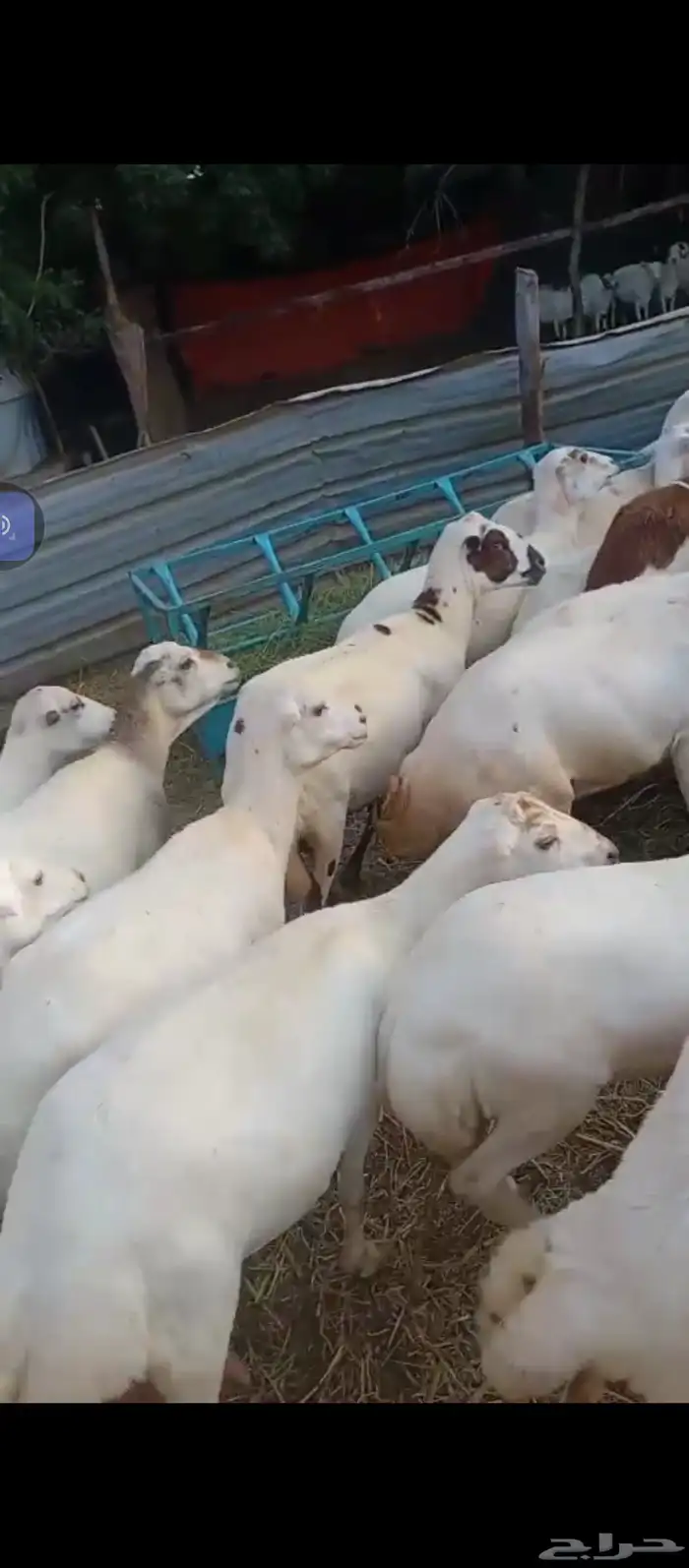 السلام عليكم يوجد ضان رفيدي جروم كبار وضان سليمه من كل عذروب 1