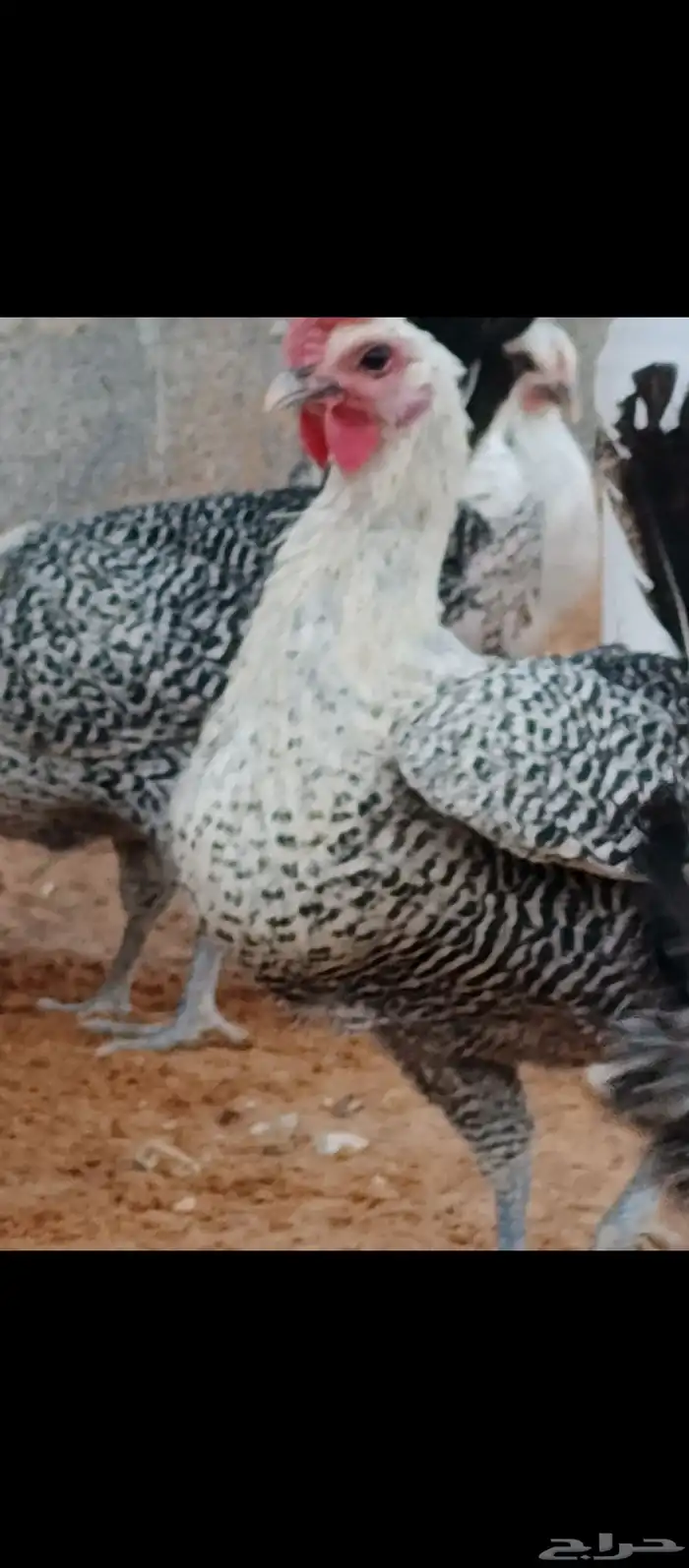 بيض دجاج فيوم مخصب 2