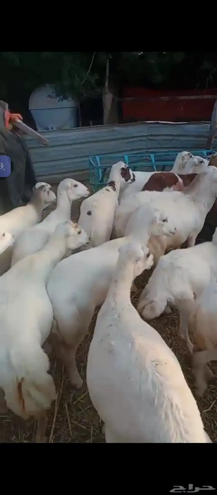 السلام عليكم يوجد ضان رفيدي جروم كبار وضان سليمه من كل عذروب 3