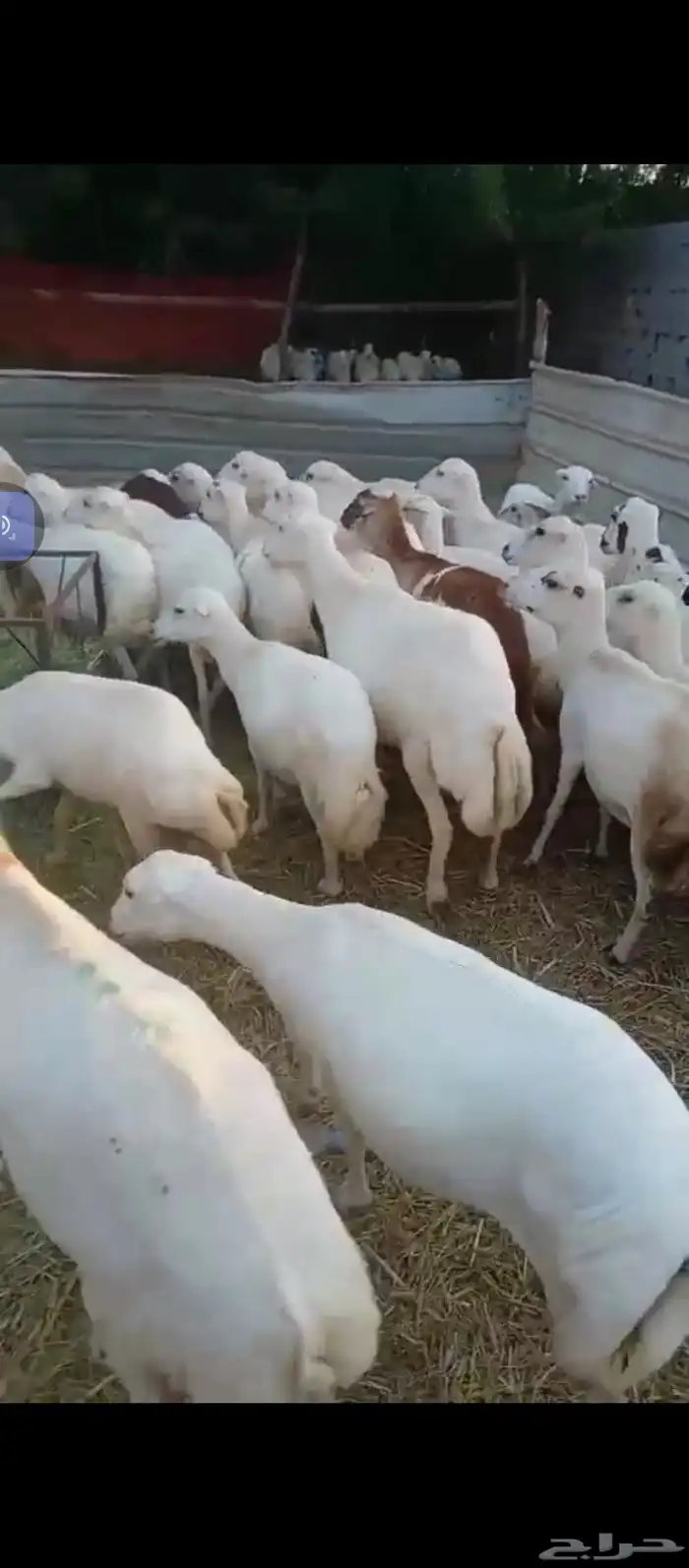 السلام عليكم يوجد ضان رفيدي جروم كبار وضان سليمه من كل عذروب 0