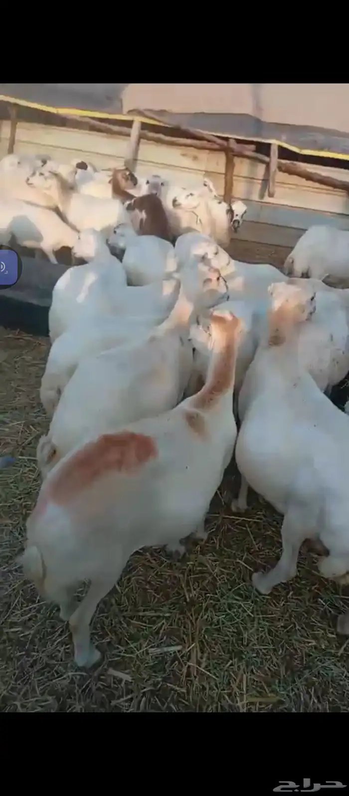 السلام عليكم يوجد ضان رفيدي جروم كبار وضان سليمه من كل عذروب 2