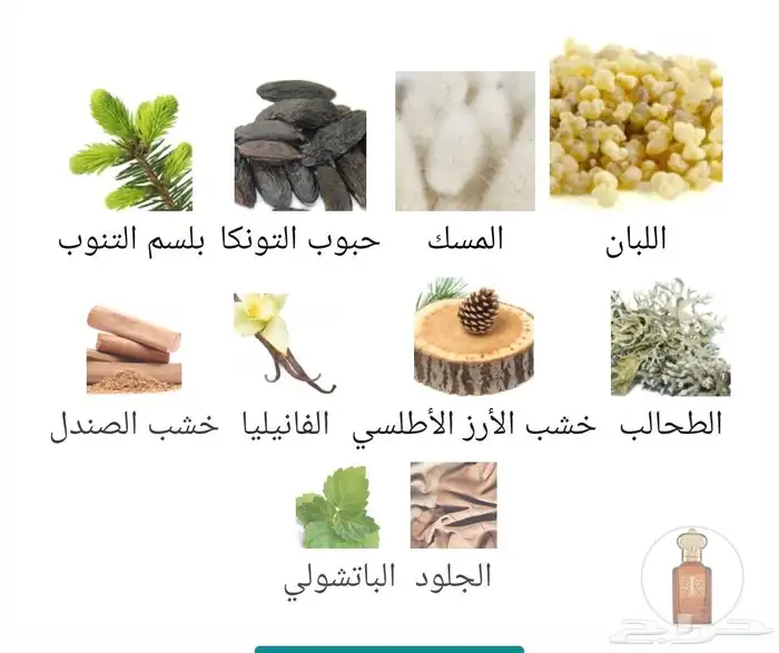 كلايف كريستيان I العنبر 5