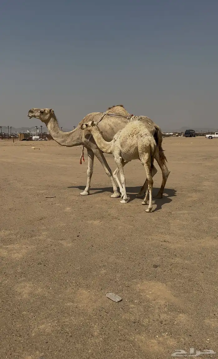 ناقه طيبه وتحتها بكره 3