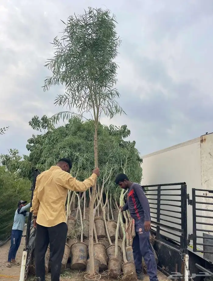 Aljumum Nursery in AlJamoum sells plants in bulk for ag 1