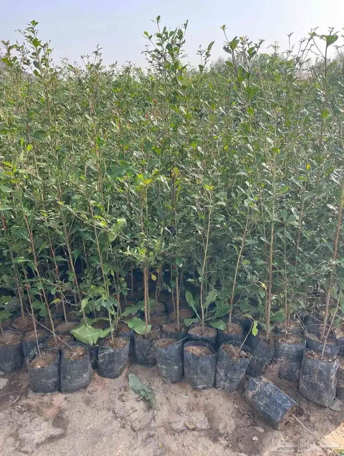Aljumum Nursery in AlJamoum sells plants in bulk for ag 4