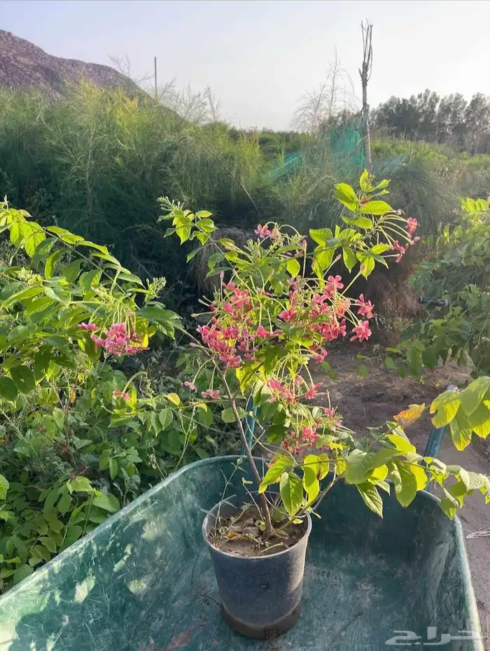 Aljumum Nursery in AlJamoum sells plants in bulk for ag 9