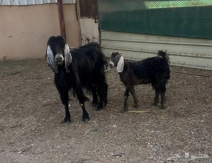 عنز معها جفره وطلي حري ذبيحه 2