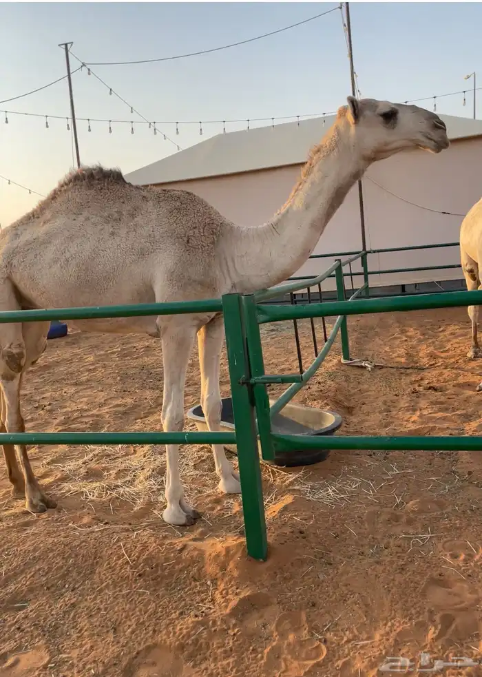 بكره حقه 0