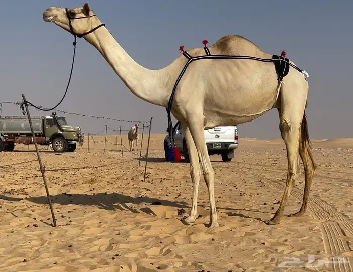 سودانيه تحتها بكره اصيل 0
