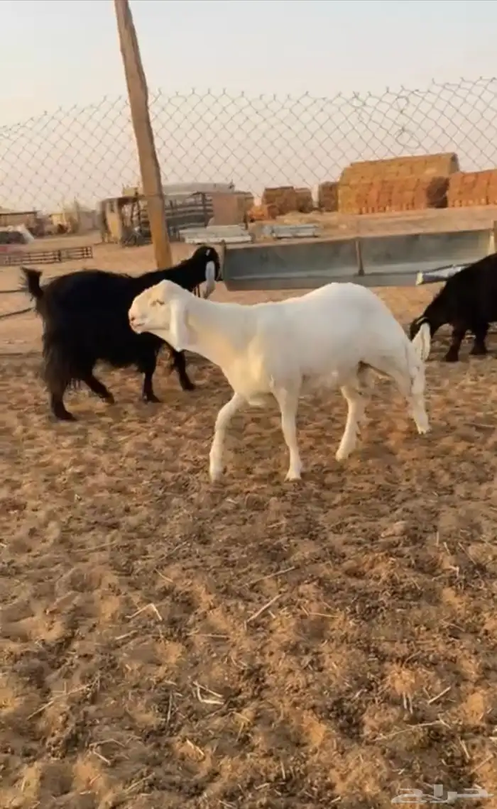 طلي 4
