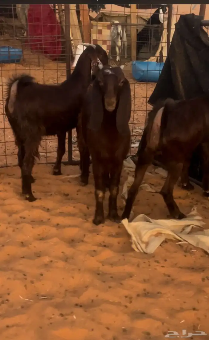 جفار قبرصيات طيبه خصم الموقع رماح 5