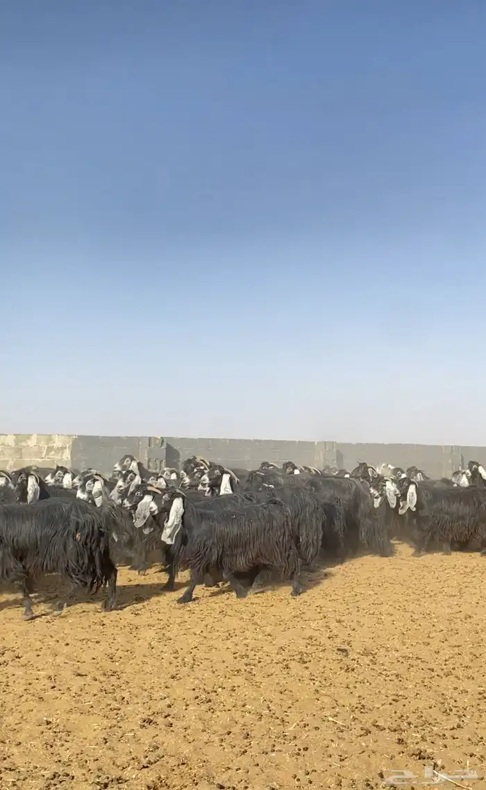 معزا عوارض مراح خوات بعض صنف 1