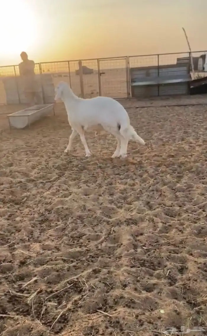 طلي 0