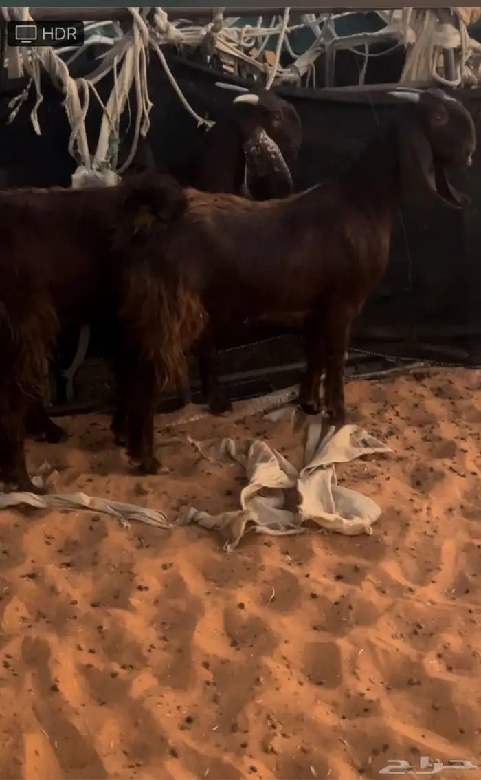 جفار قبرصيات طيبه خصم الموقع رماح 4