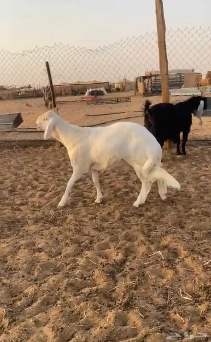 طلي 2