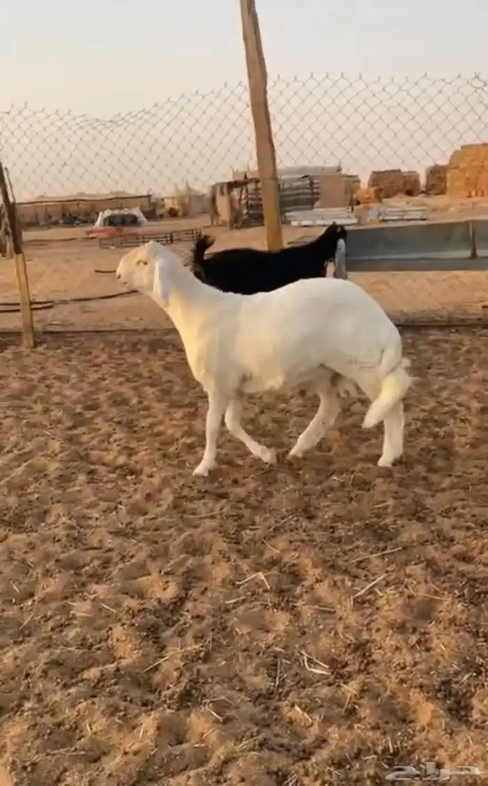 طلي 5