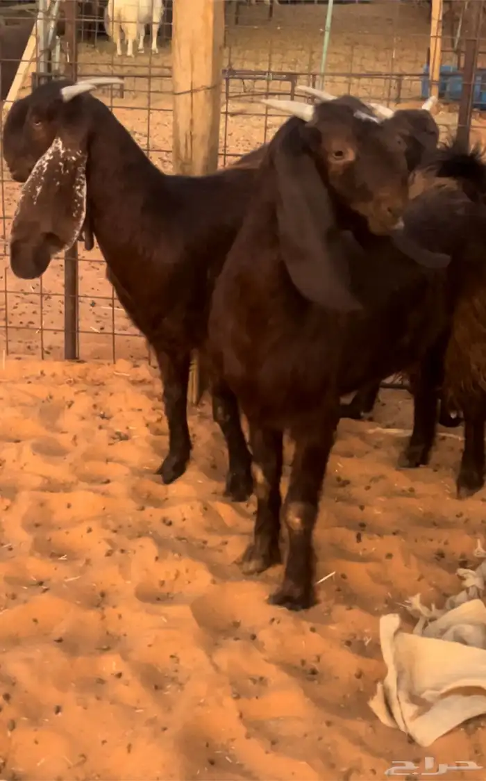 جفار قبرصيات طيبه خصم الموقع رماح 0