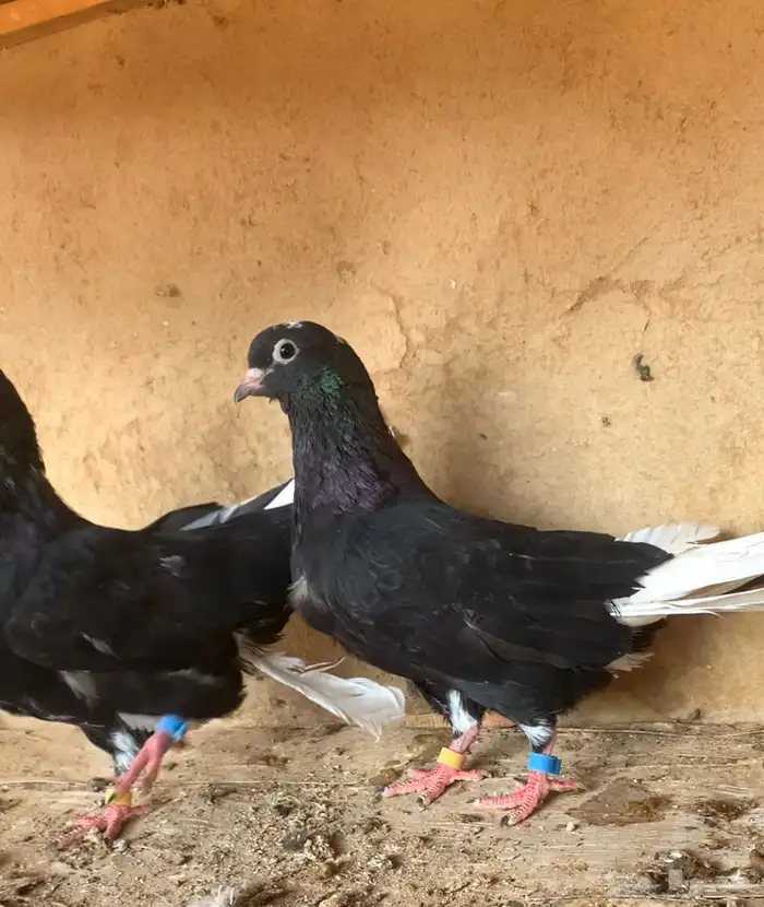 قطايف (قلابي) 0