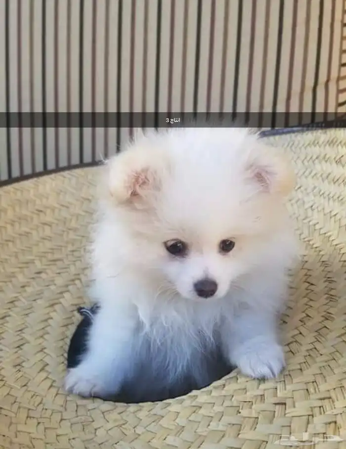 زوج كلاب منتج Pomeranian 6