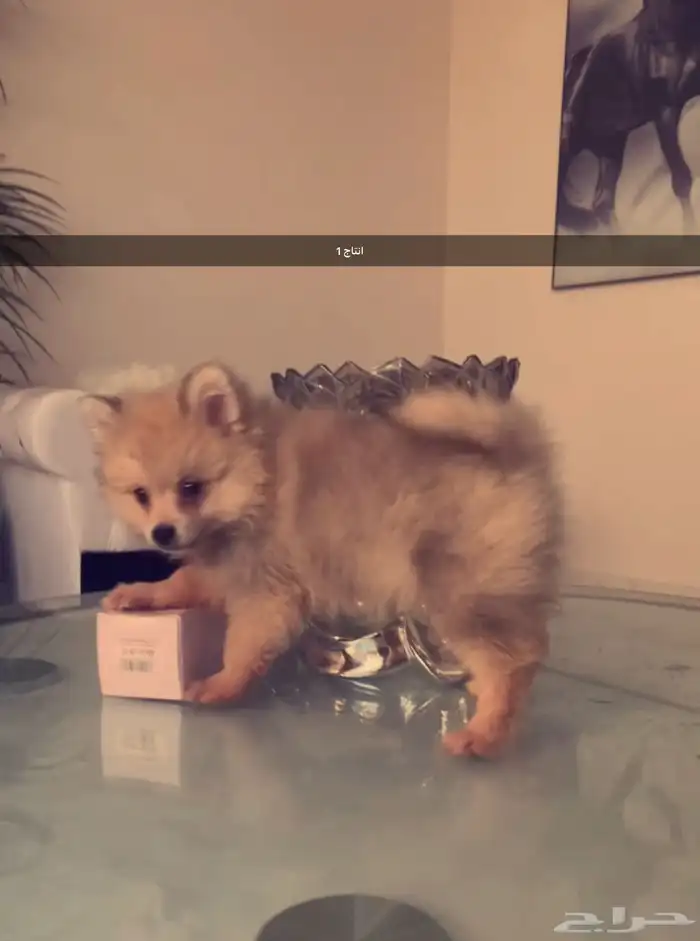 زوج كلاب منتج Pomeranian 5