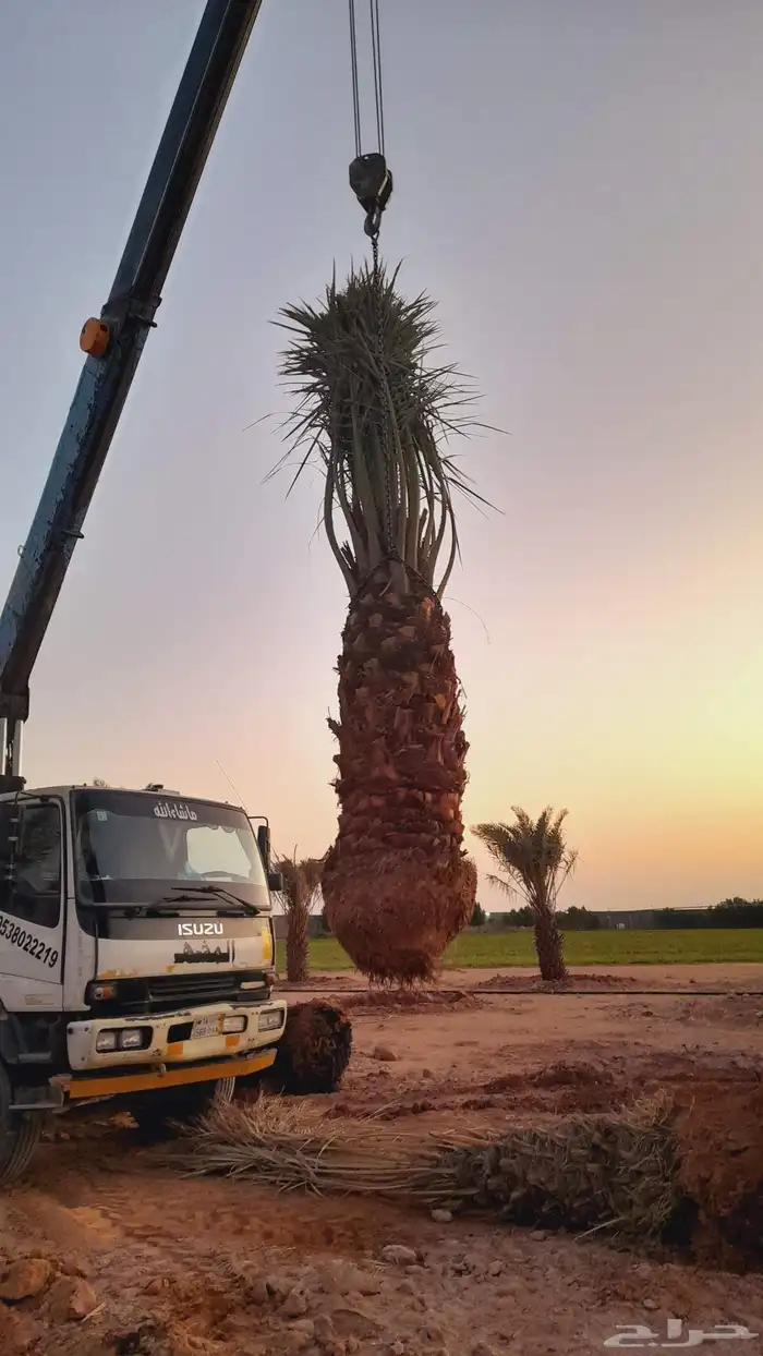 نخل مثمر نخيل صقعي اخلاص مجدول عجوه سكري خضري 2