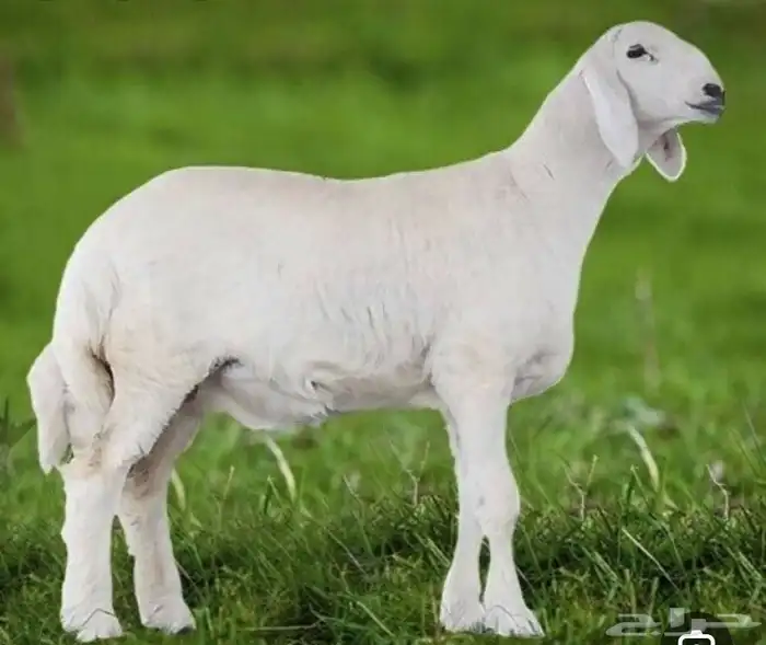 قسط ذبيحتك مع تمارا 0