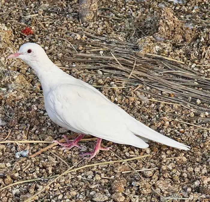 حمام ياكريم يمام 0