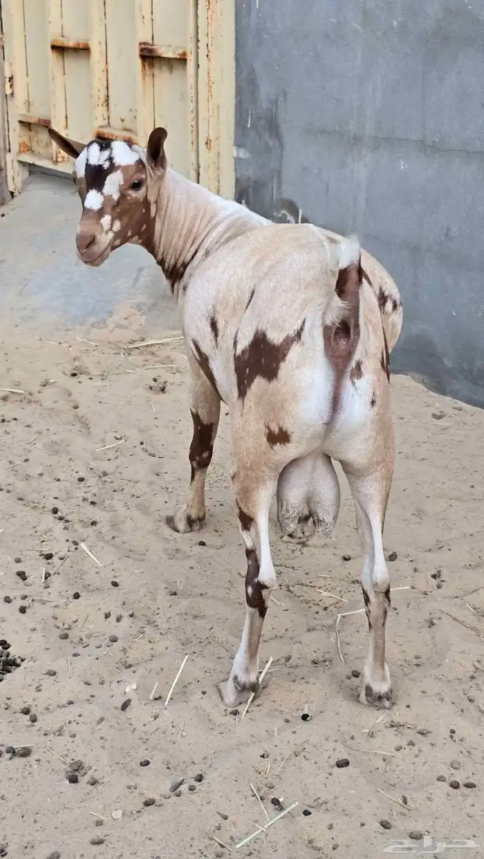 تيس عماني جيشي خصم الخصم 2