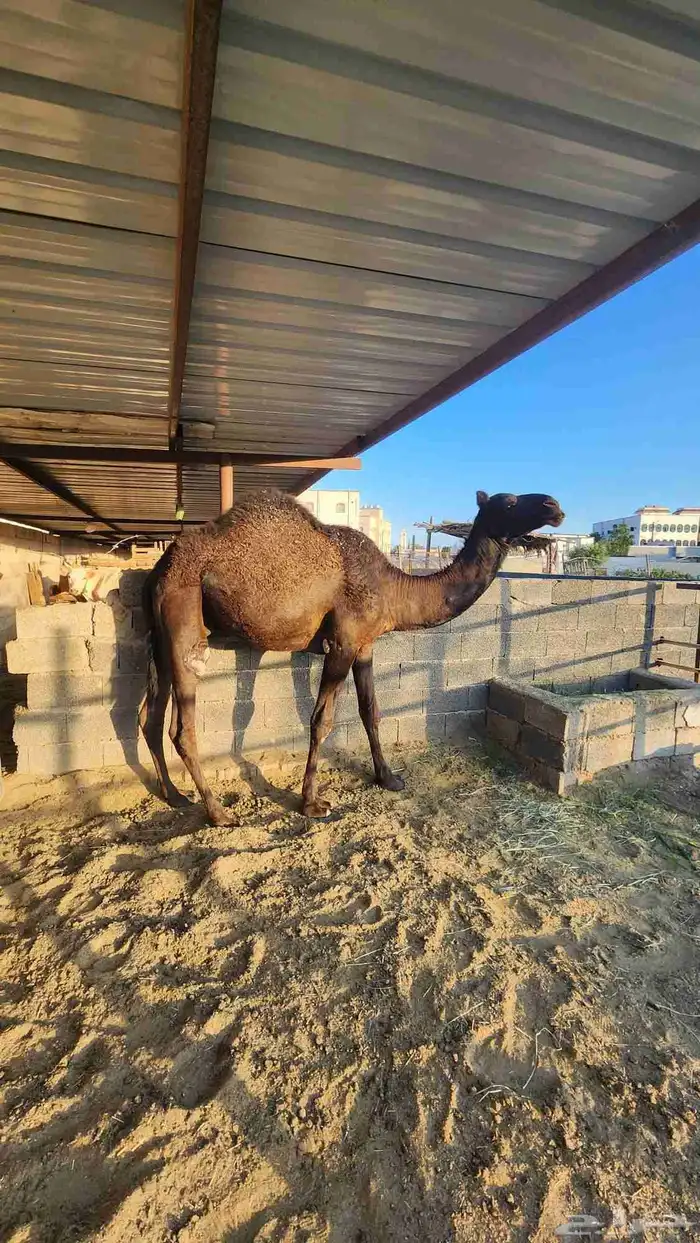 قعود فل شحم 0