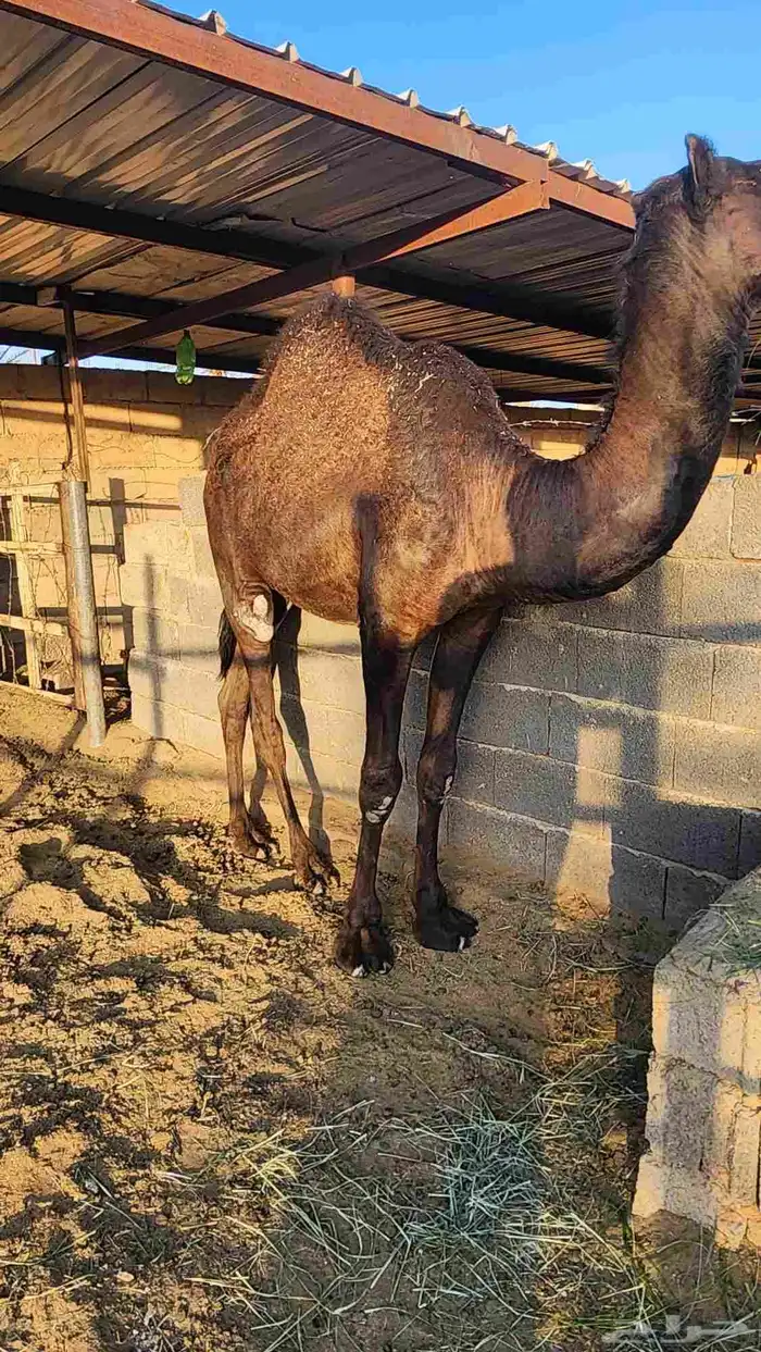 قعود فل شحم 1