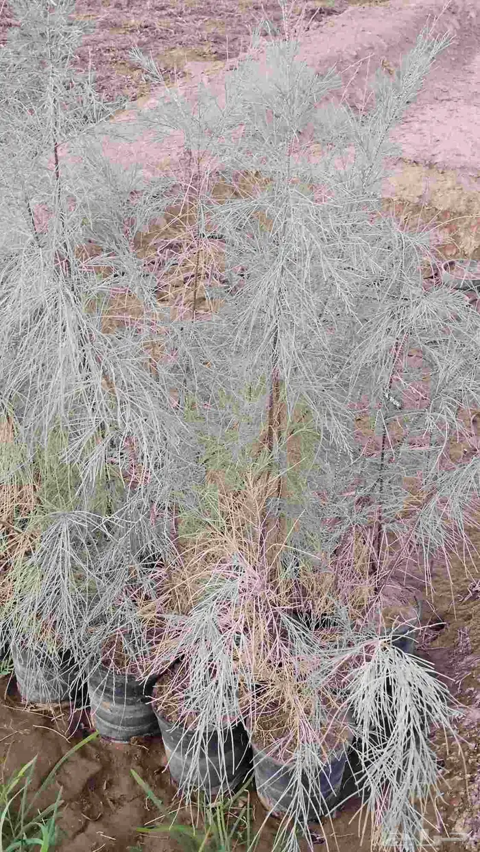 شتلات الرس جاهزة في الشمس 5