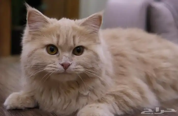 قطه شيرازي 1