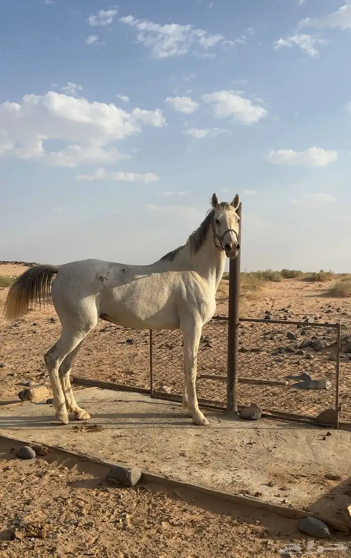 فرس شعبيه 0