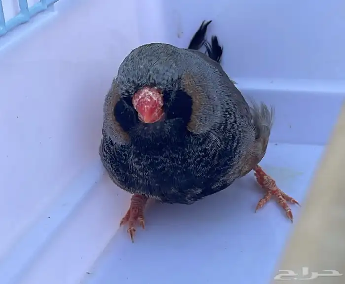 ذكر زيبرا شاركول سوبر جامبو 3