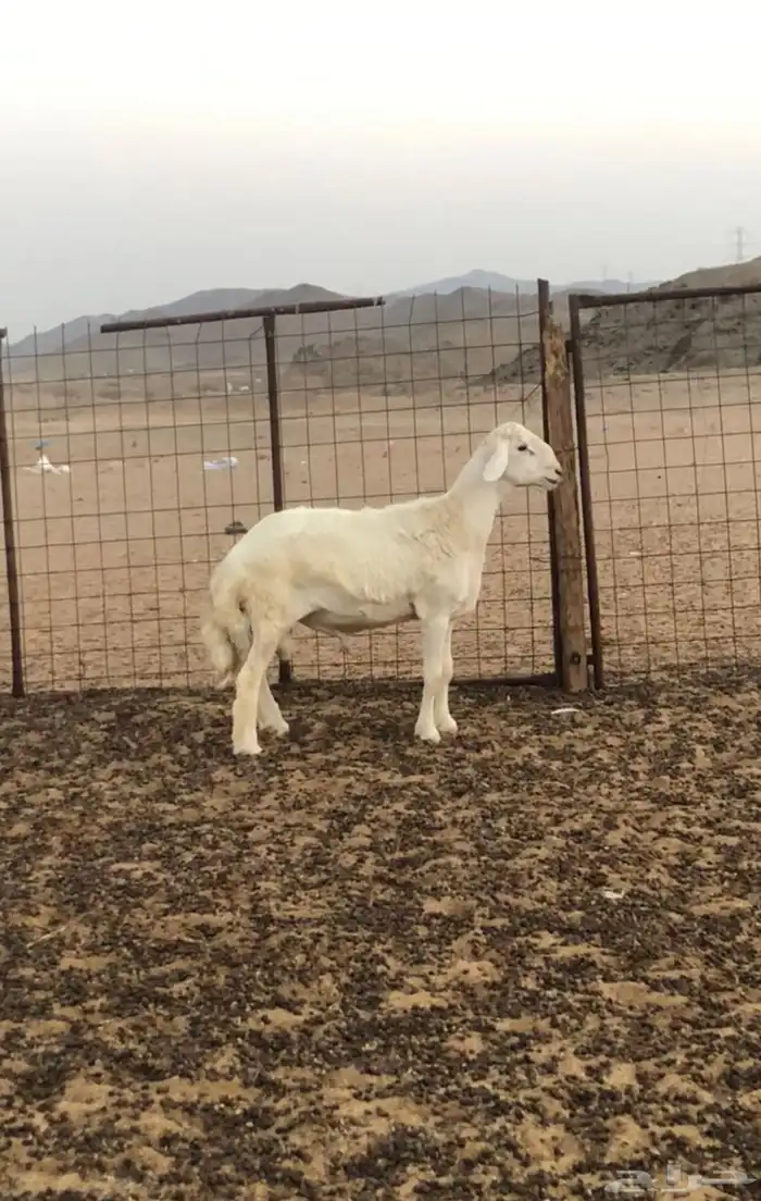 فحل حري أبرص منتج 2